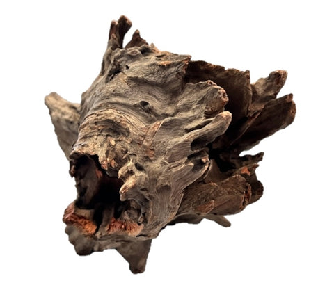 Galapagos Eucalyptus Root Hollow Log 6"-8"