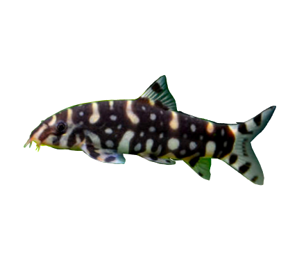 Burma Border Loach