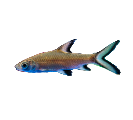 Bala Shark