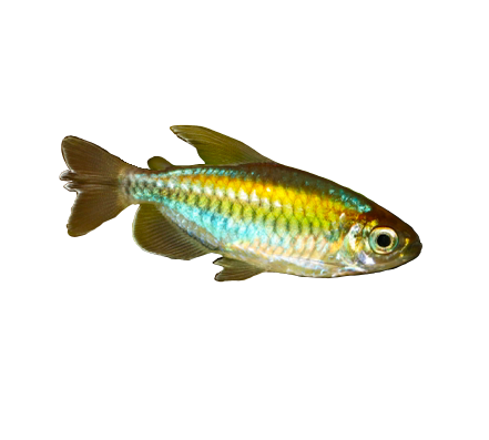 Congo Tetra