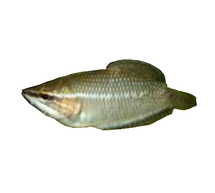 Chocolate Vaillanti Samurai Gourami
