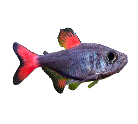 Eilyos Tetra WILD