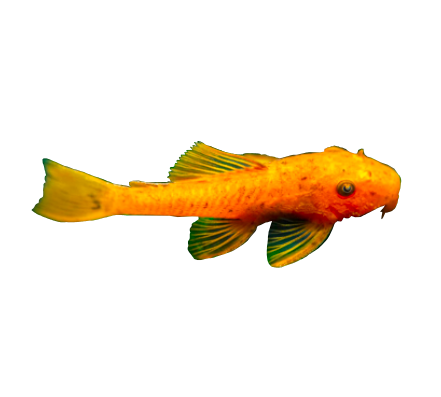 Super Red Bristlenose Pleco