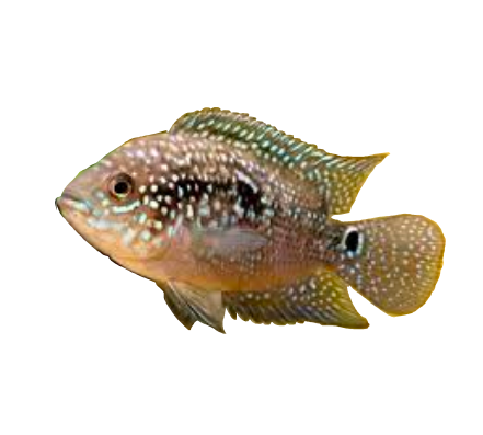 Jack Dempsey Cichlid