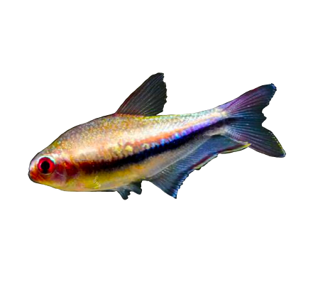 Rainbow Emperor Tetra
