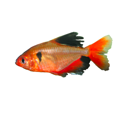 Serpae Tetra