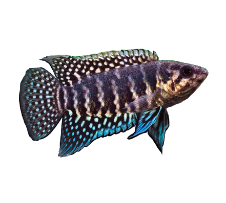 Banded Bushfish