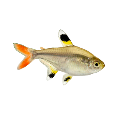 Pristella Tetra