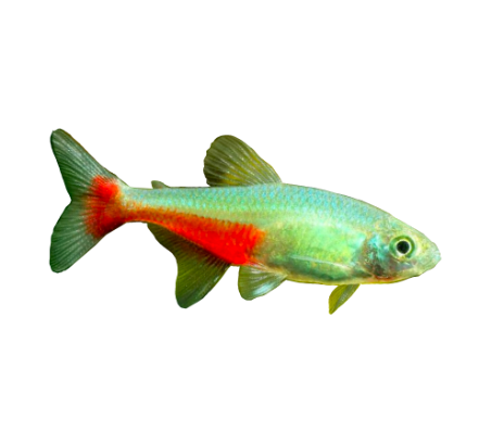 Green Fire Tetra