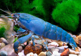Vampire Shrimp