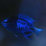 Blue Sapphire Damselfish - Bay Bridge Aquarium and Pet