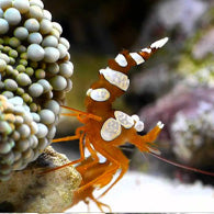 Sexy Shrimp