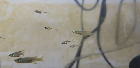 Ornate Glass Tetra