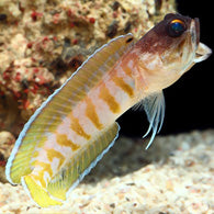 Jawfish Black Cap