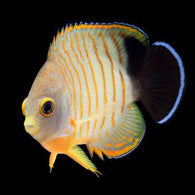 Red Stripe Eibli Angelfish
