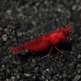 Bloody Mary Sakura Shrimp - Bay Bridge Aquarium and Pet