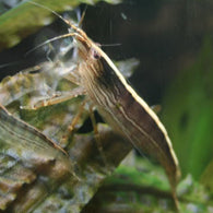 Singapore Shrimp