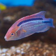 Multicolor Lubbock's Fairy Wrasse