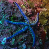 Colored Phataria Starfish - Bay Bridge Aquarium and Pet