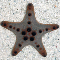 Chocolate Chip Sea Starfish - Bay Bridge Aquarium and Pet