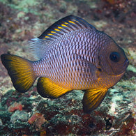 Golden Domino Damselfish