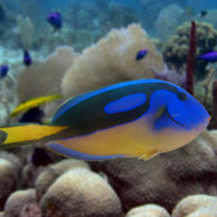 Blue Hippo Tang - Bay Bridge Aquarium and Pet