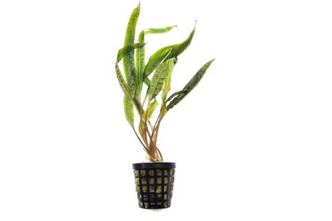 Cryptocoryne crispatula