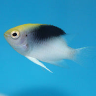 Rolland's Damselfish