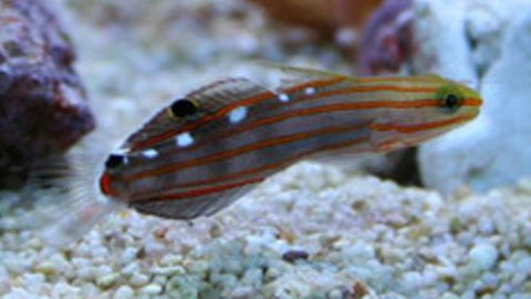 Rainfordi Goby