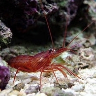 Peppermint Shrimp