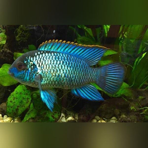 Blue Acara - Bay Bridge Aquarium and Pet