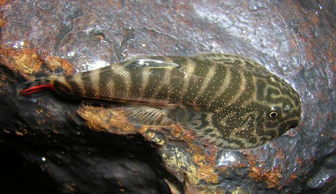 Borneo Hillstream Loach - Bay Bridge Aquarium and Pet