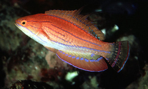 Carpenter Flasher Wrasse