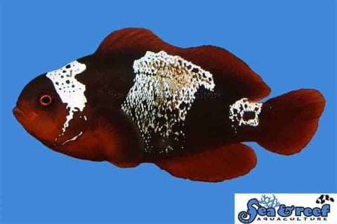 Lightning Maroon Clownfish