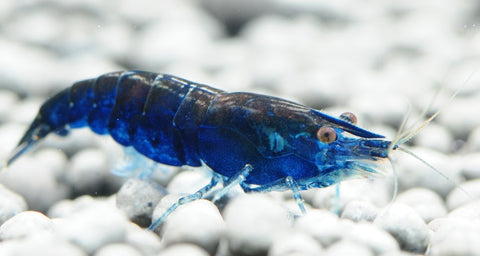 Blue Dream Sakura Shrimp - Bay Bridge Aquarium and Pet