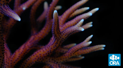 ORA Hyacinth Birdsnest Seriatopora Coral