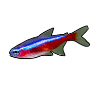 Cardinal Tetra