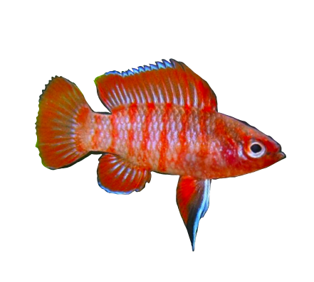 Scarlet Gem Badis