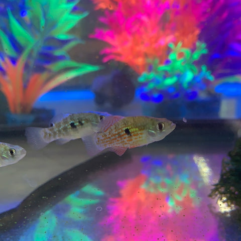 Florida Flag Fish