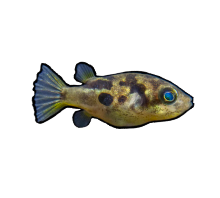 Pea Puffer