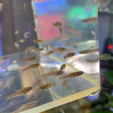 Chili Rasbora
