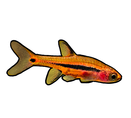 Exclamation Point Rasbora