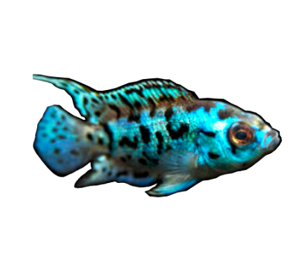 Electric Blue Jack Dempsey
