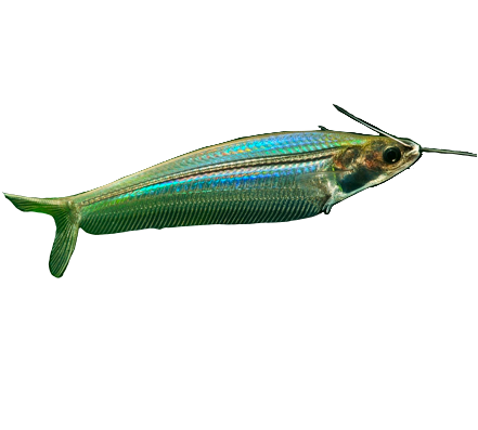 Glass Catfish