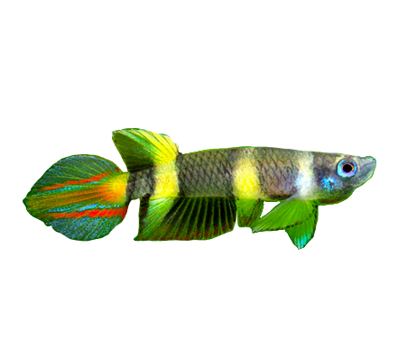 Clown Killifish