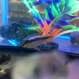 Kribensis Cichlid (Common)