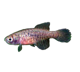 Black Pearl Killi Fish
