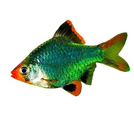 Green Tiger Barb
