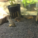 Sterbai Cory