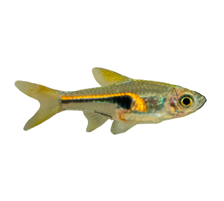 Narrow Wedge Rasbora